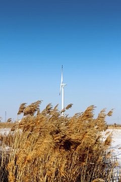 风力发电 大风车 高压线 芦苇