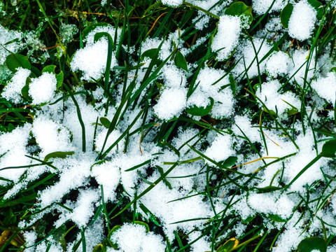 植物雪景