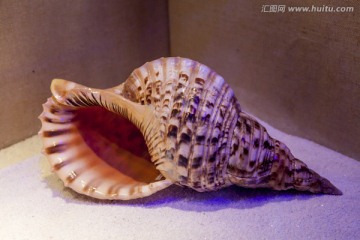 法螺 壳 标本