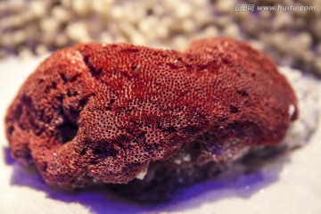 红珊瑚 标本