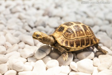 缅甸陆龟 标本 龟 陆龟 缅甸