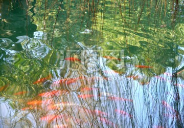 春天的池塘