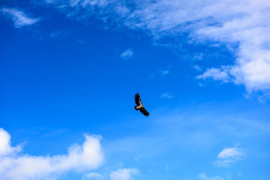 鹰击长空