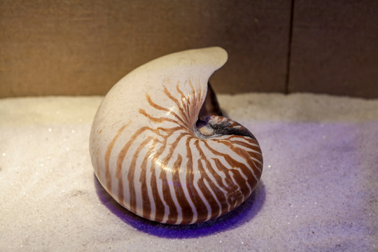 鹦鹉螺 壳 标本