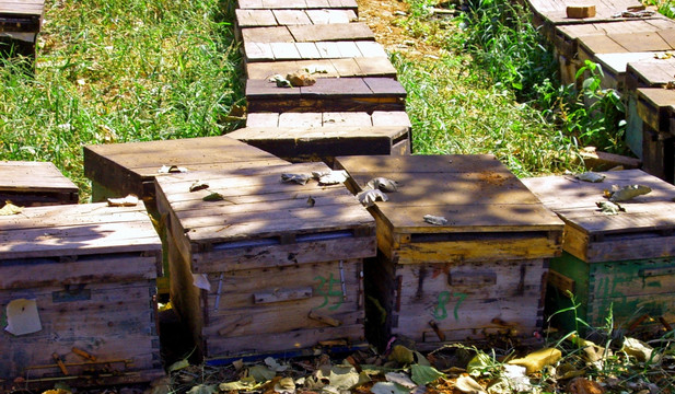蜂农蜂箱