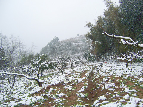 田园雪景 桃树果园雪景