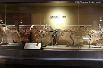 动物标本 博物馆 野驴骨骼
