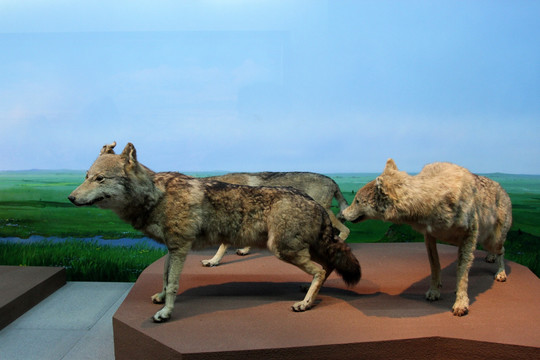 大庆 博物馆 动物标本 狼