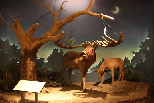 大庆 博物馆 动物标本 大角鹿