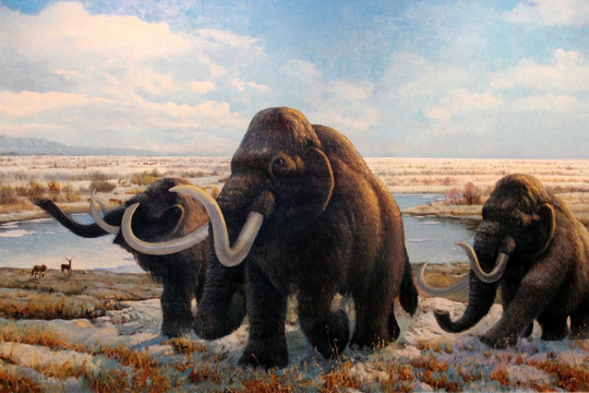 猛犸象 动物标本 古生物