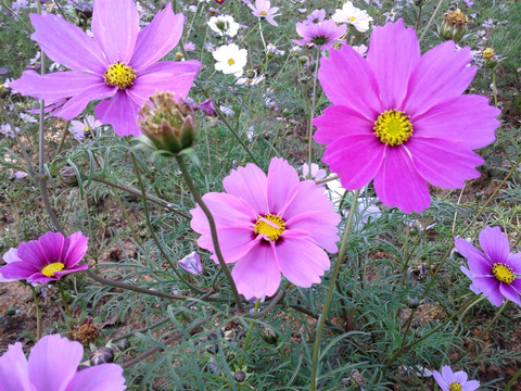 波斯菊