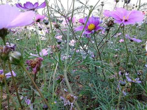 波斯菊