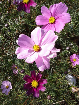 波斯菊