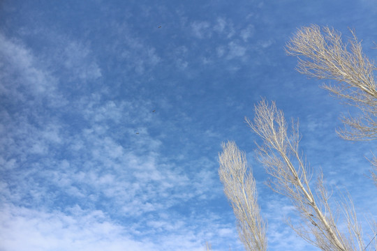 鹰击长空