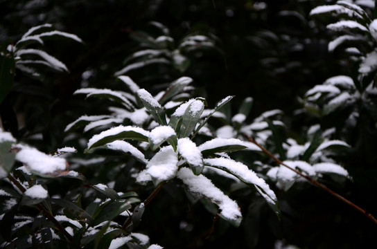 树叶上的雪