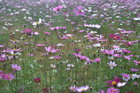 波斯菊