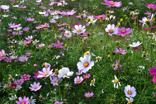 波斯菊