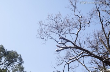 雪树