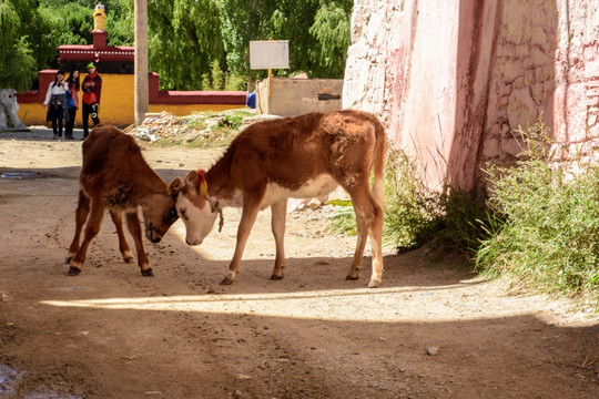 桑耶寺的牛