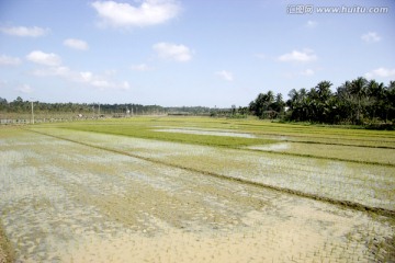 海南田园风光