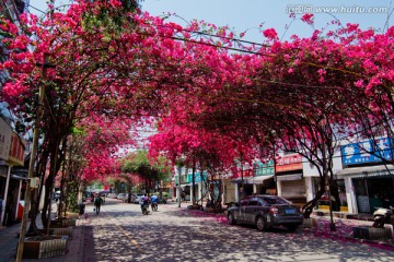 南宁 平西路 春天