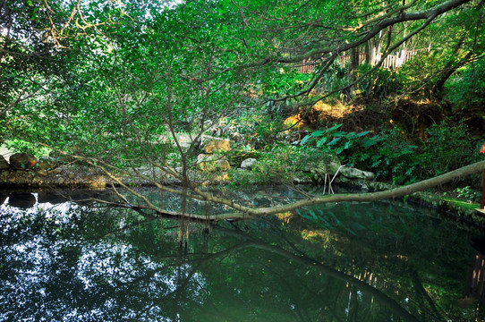 枝叶水映