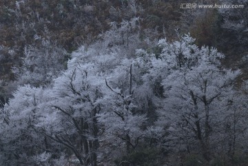 树林冬雪