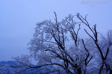 树枝雪景