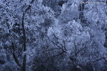 雪景