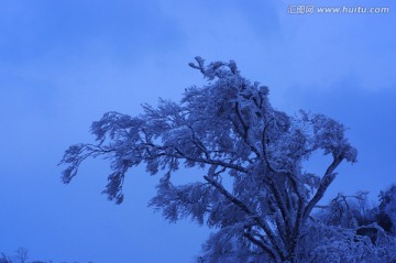 积雪的树