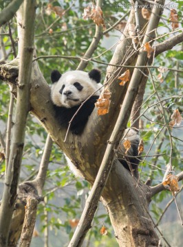成都大熊猫繁育研究基地的大熊猫