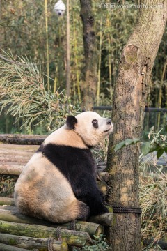 成都大熊猫繁育研究基地的大熊猫