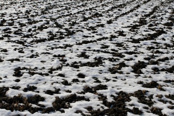 北大荒 黑土地 冬天 白雪 冬