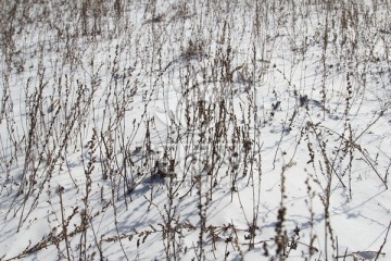 雪后杂草