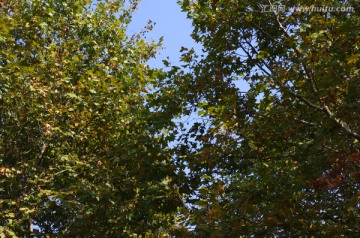 蓝天下的法国梧桐树