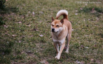 草狗 狗