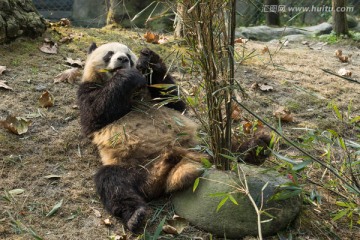 成都大熊猫繁育研究基地的大熊猫