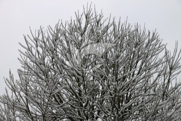 树挂雪景