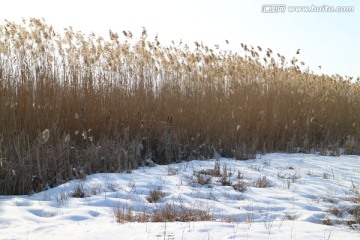 冬日芦苇丛