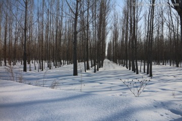 冬雪杨林