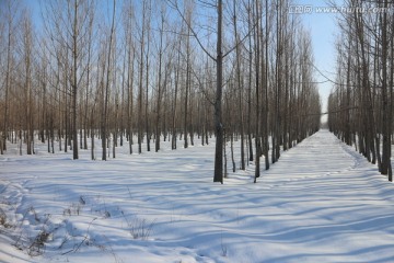 冬雪杨林