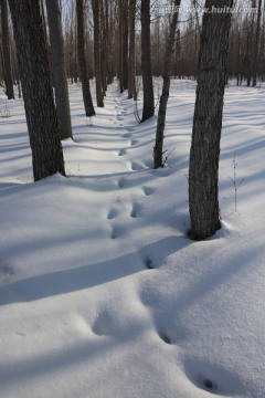 树林 雪地 足迹