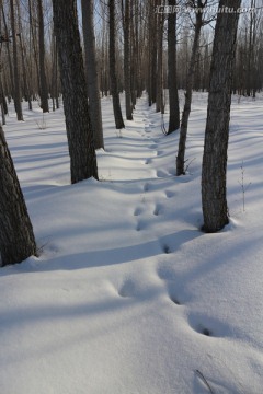 树林 雪地 足迹