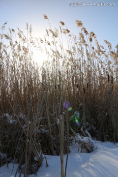 夕阳 雪地 芦苇