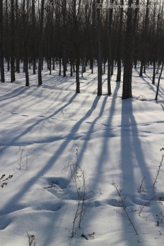 雪地树影