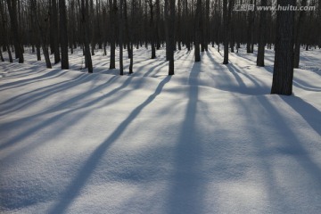 雪地树影