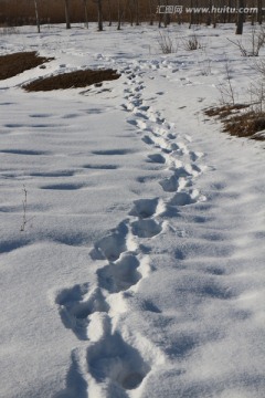 雪地足迹