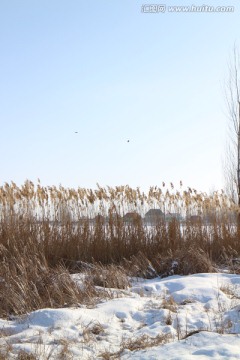 雪野芦苇荡