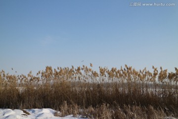 雪野芦苇荡