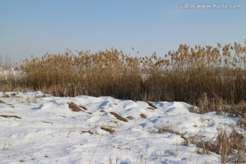 雪野芦苇荡